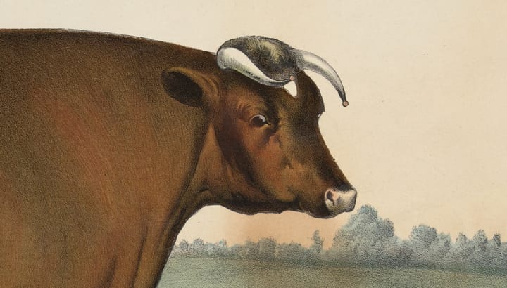A brown cow shown in profile against a pale sky and distant trees, with its head turned slightly toward the viewer.